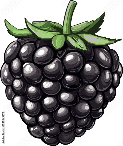 vector illustration of a blackberry