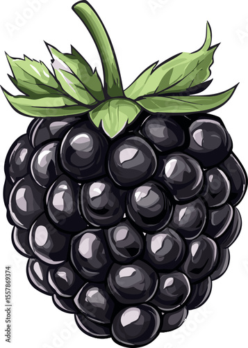 vector illustration of a blackberry