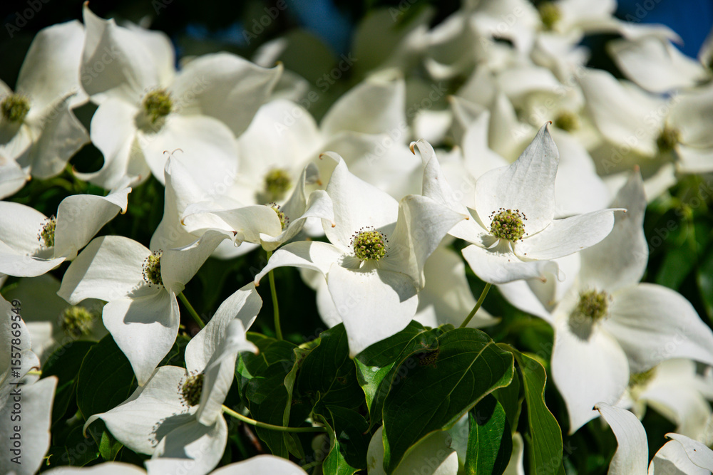 Obraz premium White cornus florida, floweing dogwood tree