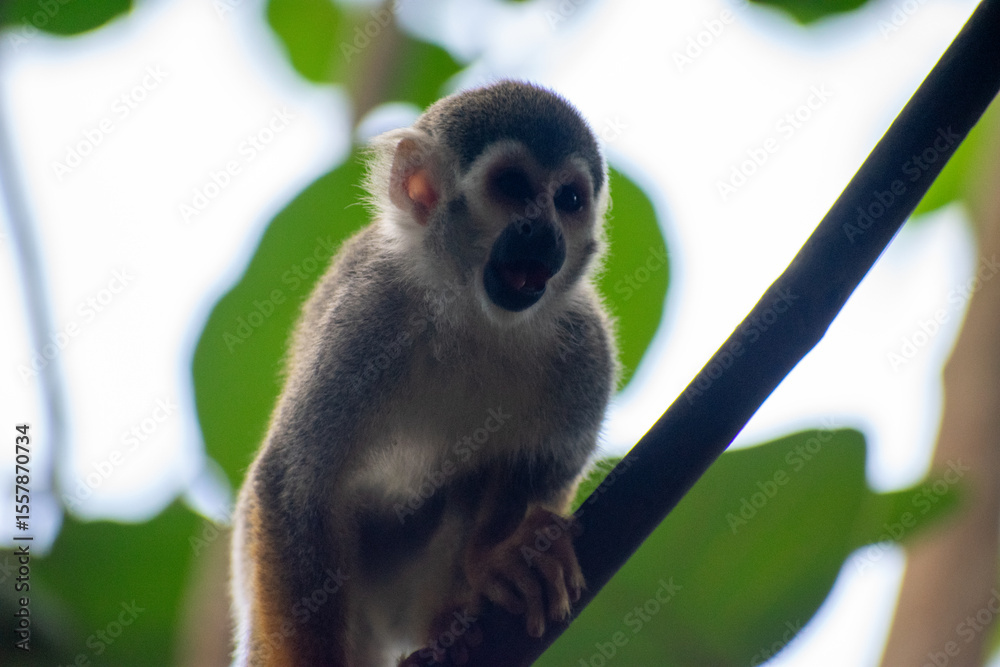 Obraz premium wildlife, animals, tropical, park, marine, dolphin, capybara, rodent, mammal, parrot, bird, nature, outdoors, exotic, Caribbean, Puerto Plata, Dominican Republic, ocean, water, zoo, sanctuary, aquatic