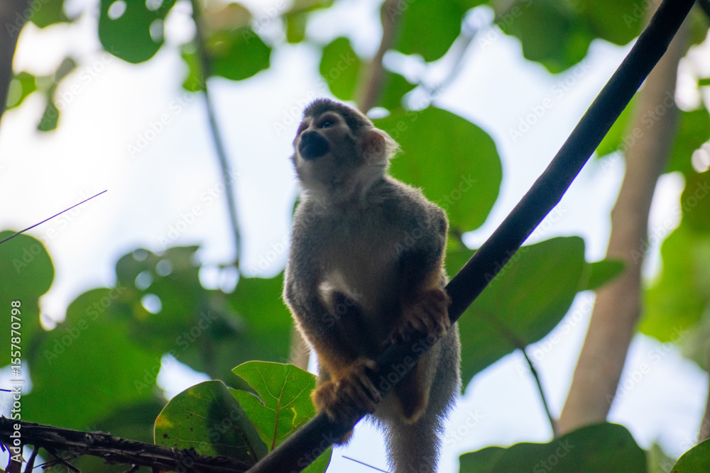 Obraz premium wildlife, animals, tropical, park, marine, dolphin, capybara, rodent, mammal, parrot, bird, nature, outdoors, exotic, Caribbean, Puerto Plata, Dominican Republic, ocean, water, zoo, sanctuary, aquatic