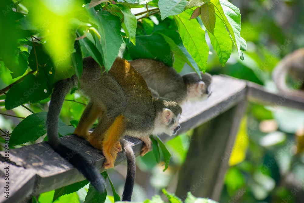 Fototapeta premium wildlife, animals, tropical, park, marine, dolphin, capybara, rodent, mammal, parrot, bird, nature, outdoors, exotic, Caribbean, Puerto Plata, Dominican Republic, ocean, water, zoo, sanctuary, aquatic