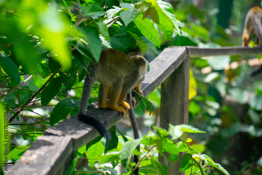 Obraz premium wildlife, animals, tropical, park, marine, dolphin, capybara, rodent, mammal, parrot, bird, nature, outdoors, exotic, Caribbean, Puerto Plata, Dominican Republic, ocean, water, zoo, sanctuary, aquatic
