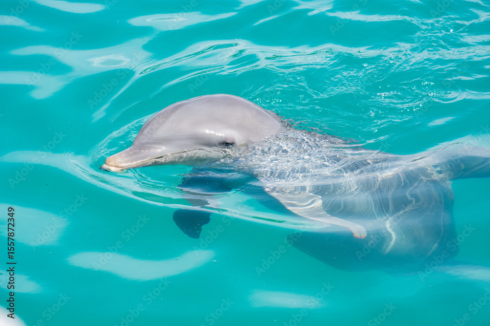 Naklejka premium Tropical Wildlife Park with Animals 