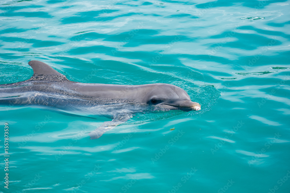 Fototapeta premium Tropical Wildlife Park with Animals 