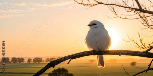 Fluffy white bird perched at sunrise minimal scene