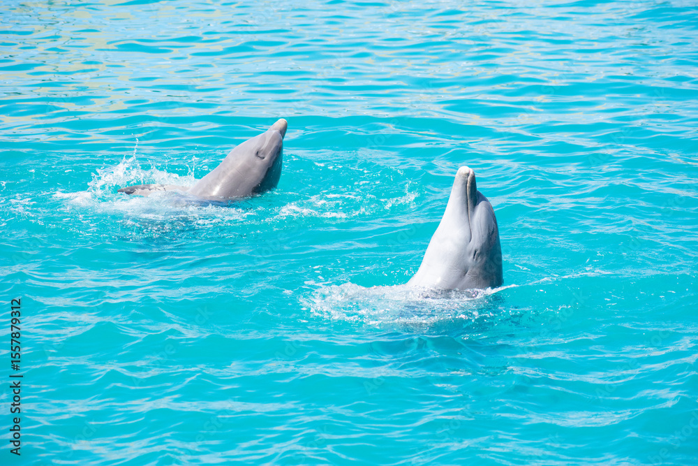 Fototapeta premium Tropical Wildlife Park with Animals