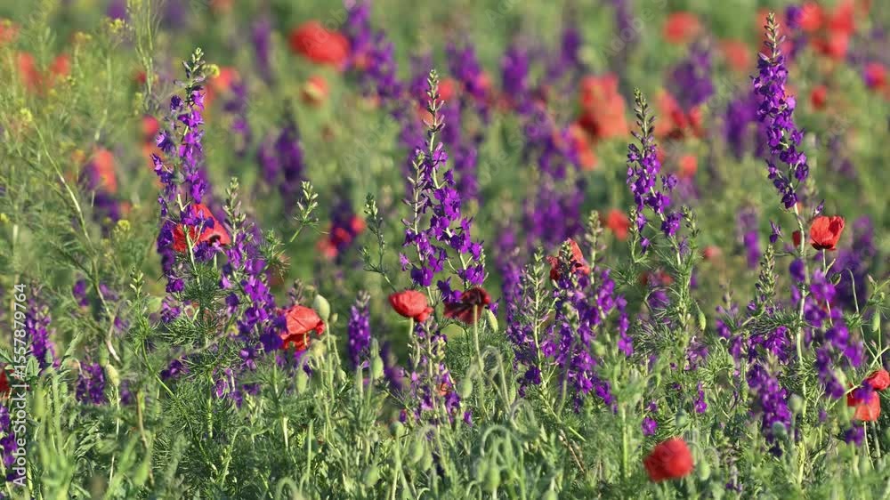 Wild Delphinium Delphinium, and Poppies Papaver, Blooming in a Meadow. Slow Motion.