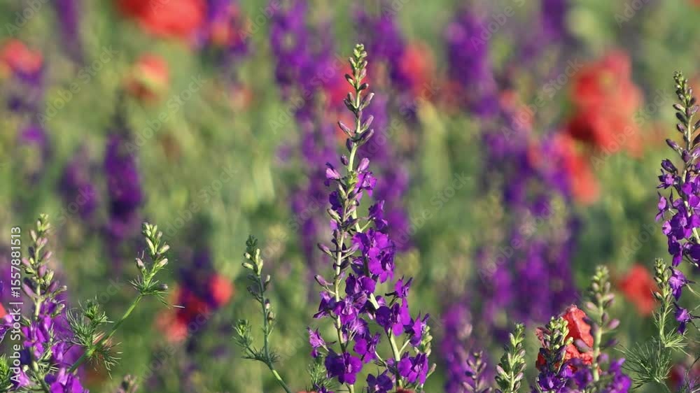 Wild Delphinium Delphinium, and Poppies Papaver, Blooming in a Meadow. Slow Motion. Close-up.