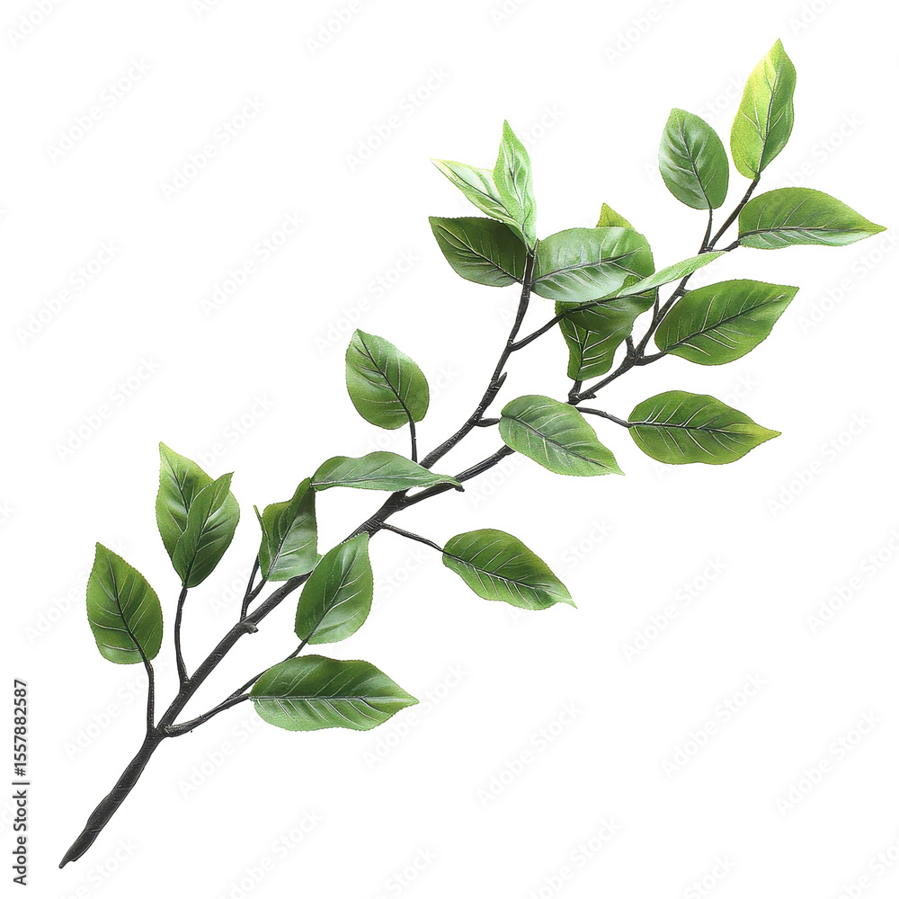 Fototapeta premium Branch with dense green leaves isolated on a Transparent background for decoration or design purposes, Isolated image branch with dense green leaves on PNG background