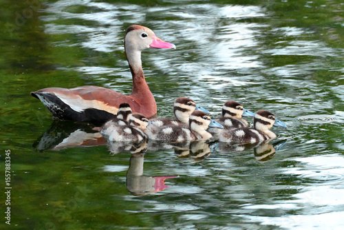 duck and ducklings