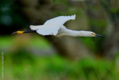 flying egret