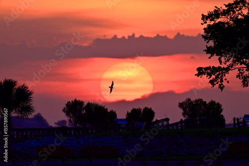 sunset with bird