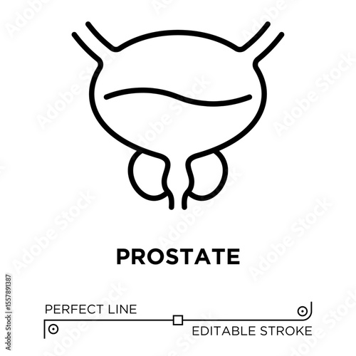 The vector icon illustrates the glands in the male reproductive system located below the bladder. The icon is isolated on a transparent background and can be edited as needed