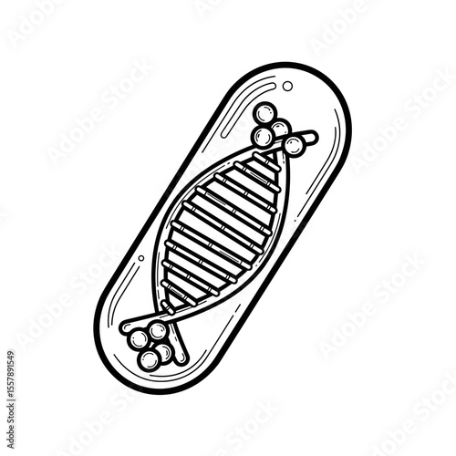 Illustration of a DNA double helix inside a bacterial cell, symbolizing genetics and microbiology