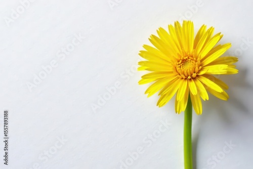 Dandelion on paper with yellow petals and green stem, artwork, dandelion