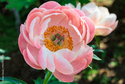 Close-up of beautiful and dainty orange peony flowers blooming in a garden.