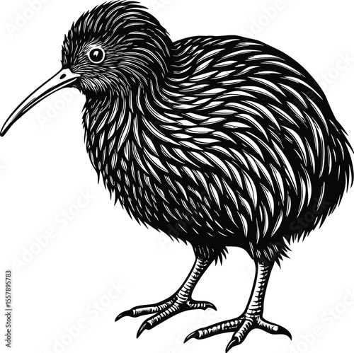 Elegant Black and White Kiwi Bird Illustration