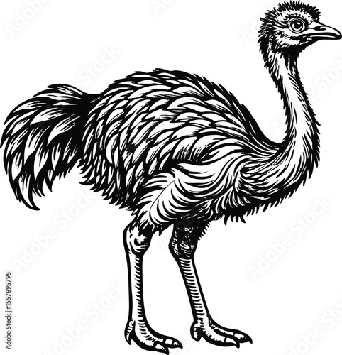 Detailed Line Art Illustration of an Ostrich