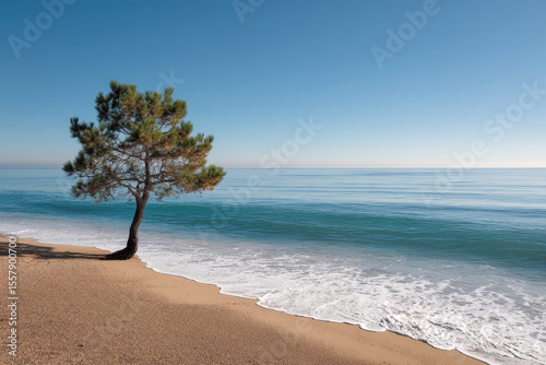 serene summer landscape featuring solitary pine tree on ocean shore in california