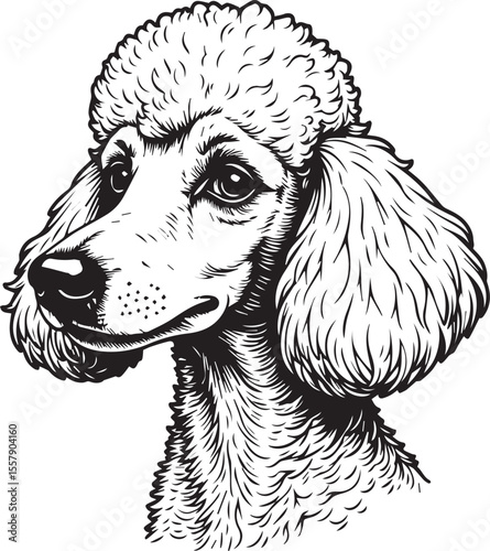 Elegant Poodle Portrait: A close-up, exquisitely detailed monochrome portrait of a purebred poodle, rendered with meticulous linework, showcases its refined features and elegant posture.