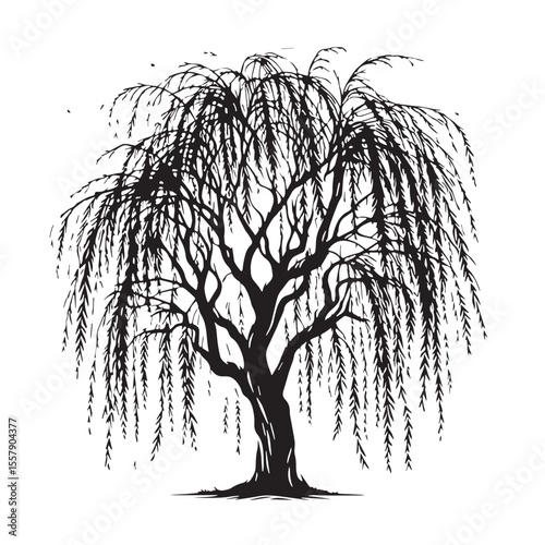 Black Willow tree Silhouette Vector, High Quality Illustration on White Background