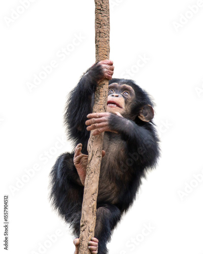 Young chimpanzee climbing a vine isolated on a transparent background Png