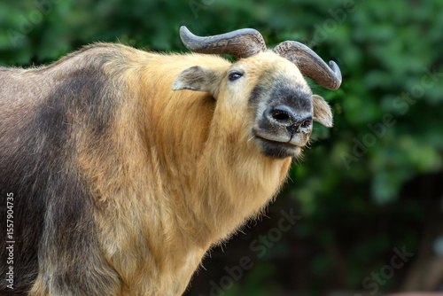 A smug Sichuan Takin strikes a pose for the camera at the St. Louis, MO zoo in Forest Park 
