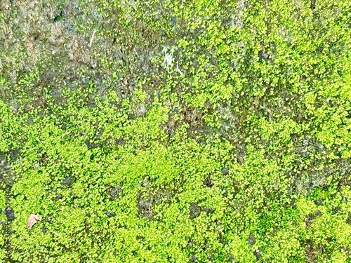 Wallpaper Mural Close-up of moss growing on a stone in a humid, shaded environment, showing the texture and natural detail of the green growth clinging to the rock surface Torontodigital.ca