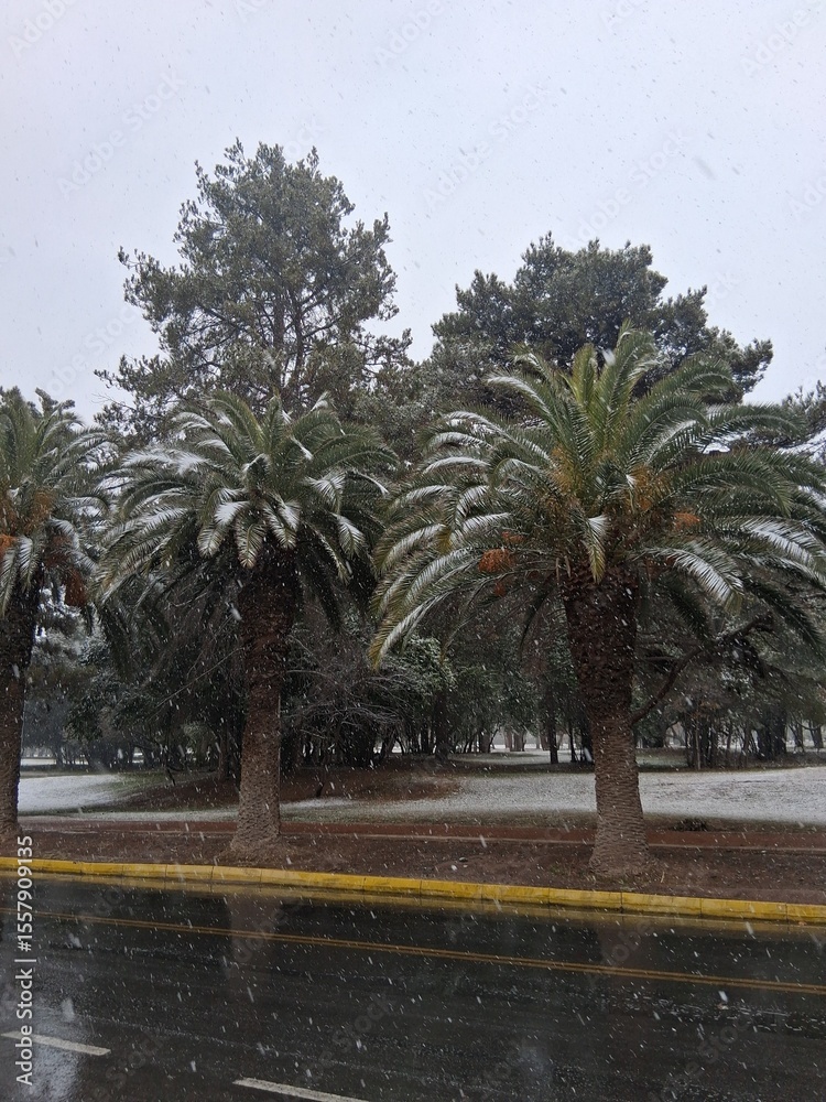 Fototapeta premium palm trees in the city