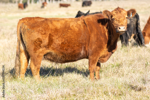 Young Red Angus  Bull Standing Guard Over the Herd