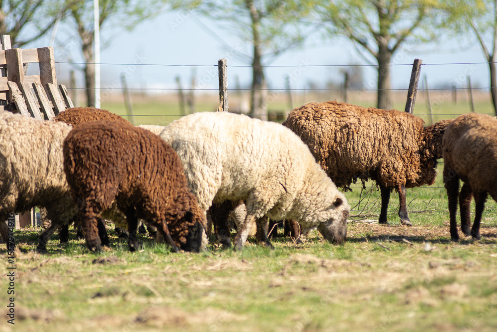 Fototapeta premium Flock of Sheep Grazing Peacefully on a Farm