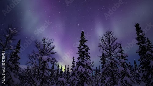 Wallpaper Mural Snowy trees silhouetted under a vibrant aurora display with starry sky Torontodigital.ca