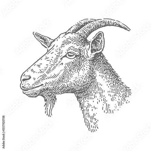 Hand Drawn Goat Head. Vintage rough woodcut engraving linocut style vector illustration.