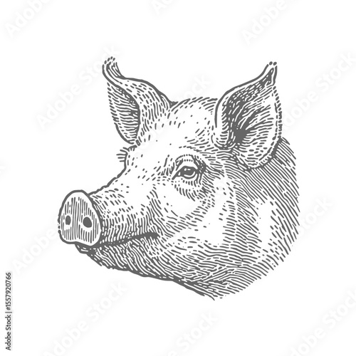 Hand Drawn Head of Pig. Vintage rough woodcut engraving linocut style vector illustration