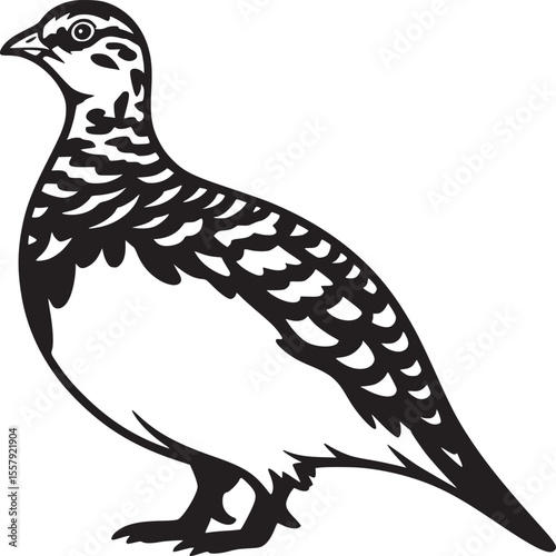 Illustration of a ptarmigan bird standing in black and white with detailed feather patterns visible clearly