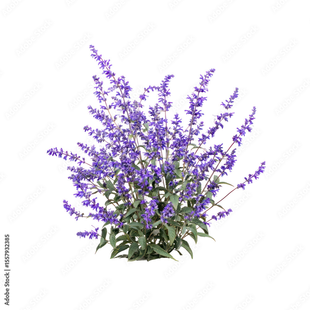 Naklejka premium Mexican Bush Sage - Salvia leucantha plant on transparent background