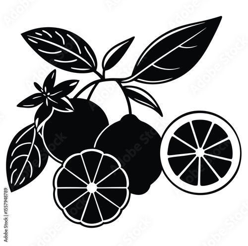 Stylized black and white illustration of citrus fruits on a branch with leaves and slices evoking freshness and natural simplicity