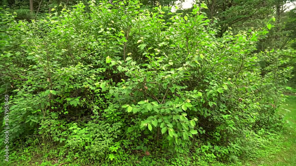 Lush green bushes and ground cover in a natural outdoor setting Lush green bushes and ground cover in a natural outdoor setting