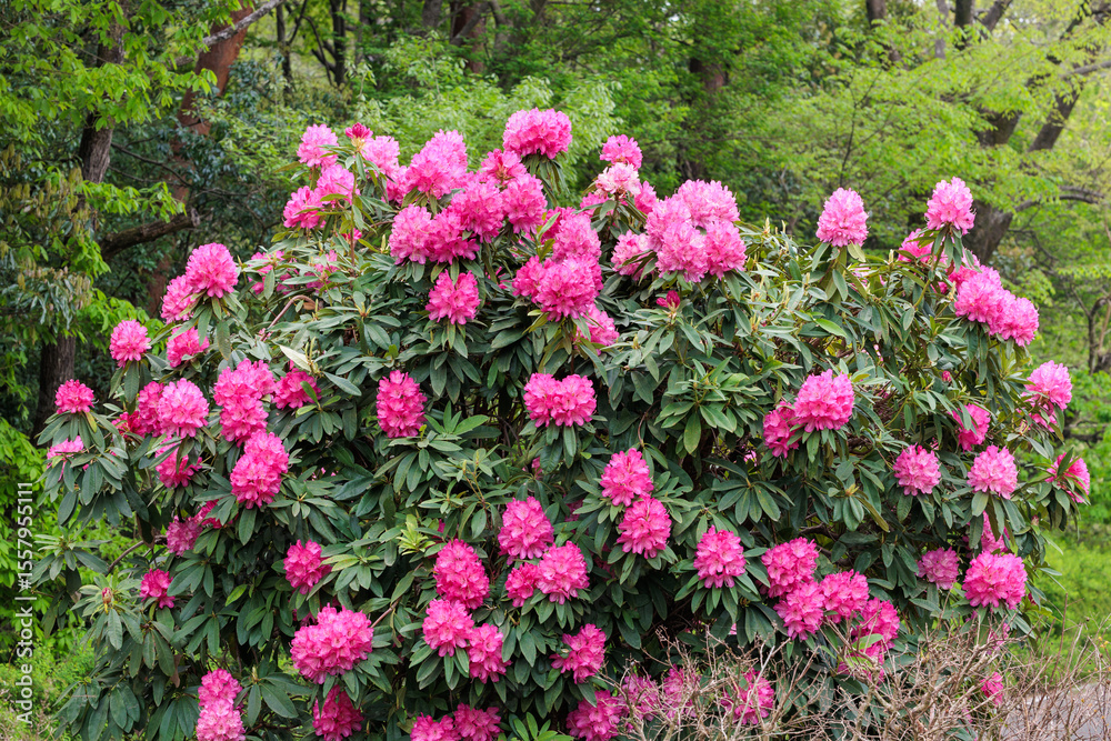 Beautiful blooming pink rhododendron flowers in spring forest park. Beautiful blooming pink rhododendron flowers in spring forest park.