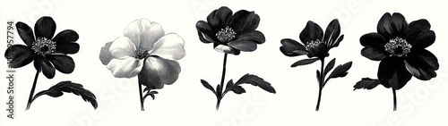 Detailed black and white illustration of five varied anemone flowers with leaves on slender stems arranged in a row on white background