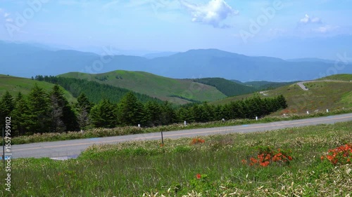 初夏の霧ヶ峰高原に咲くレンゲツツジ