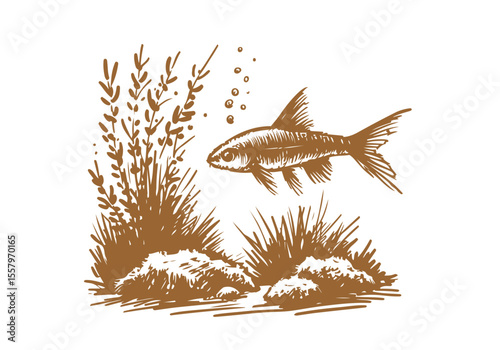 Minnow Fish Hand Drawn Natural Illustration Vector Isolated by AZ for Books, Arts, Design and Decoration Graphic Asset