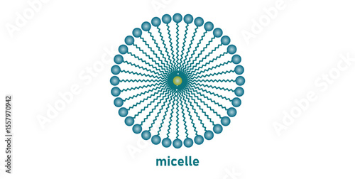 Structure of a Micelle in Chemistry.