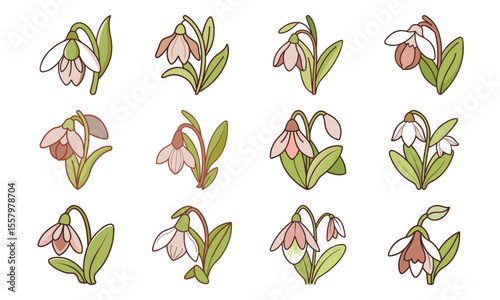 Bundle Snowdrop Flower Nodding White Bloom Clean Botani (1) 37 Snowdrop Flower Noddi