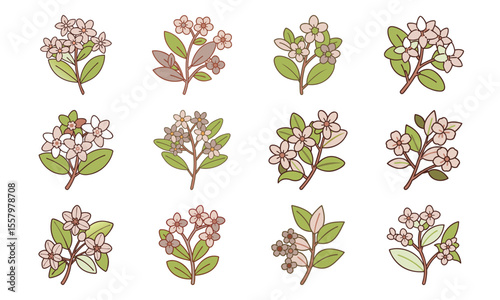 Bundle Waxflower Small Clustered Pink Blossoms Fine Bot (1) 181 Waxflower Small Clus