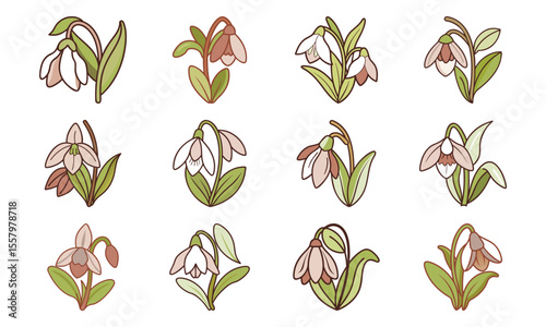 Bundle Snowdrop Flower Nodding White Bloom Clean Botani (5) 43 Snowdrop Flower Noddi