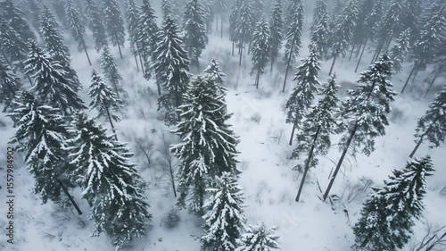 Cinematic Aerial Flight. Snow-covered evergreen forest, white, green. Winter beauty, tranquility. For travel, nature, meditation, seasonal content