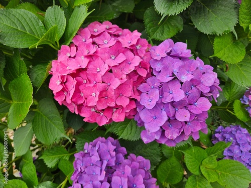 pink and purple hydrangea flowers