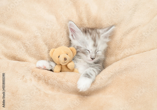 Cozy Maine coon kitten sleeping with favorite toy bear under warm plaid on a bed at home. Top down view